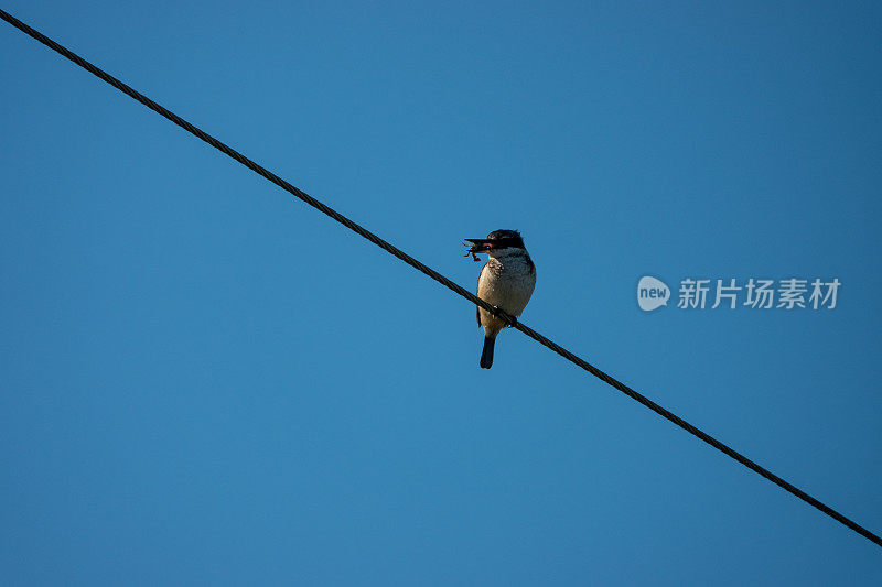 翠鸟鸟在电线上