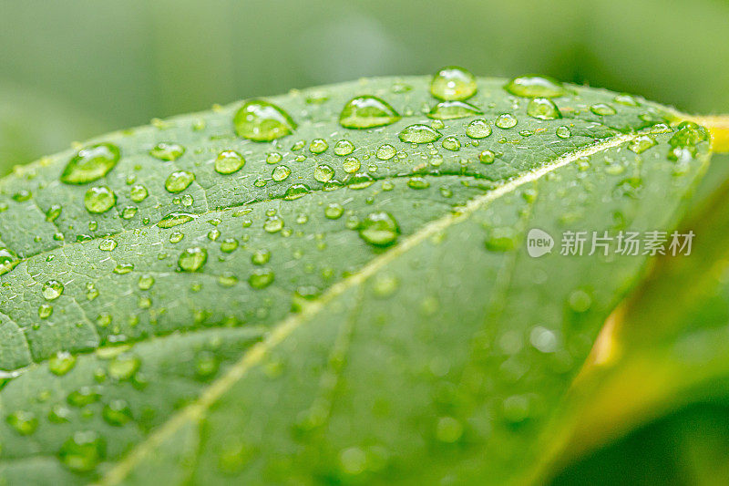 小雨打在树叶