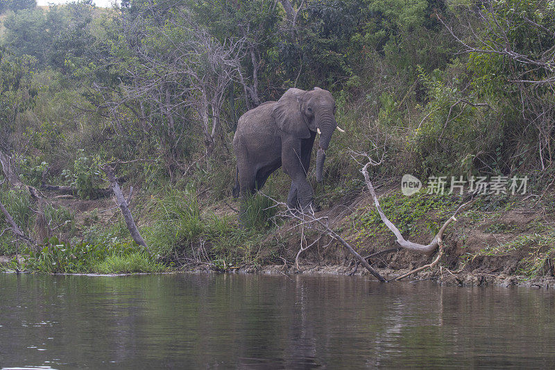 乌干达默奇森瀑布国家公园的大象