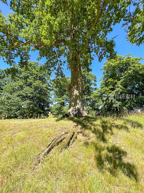 一棵树根暴露在陡峭河岸上的树