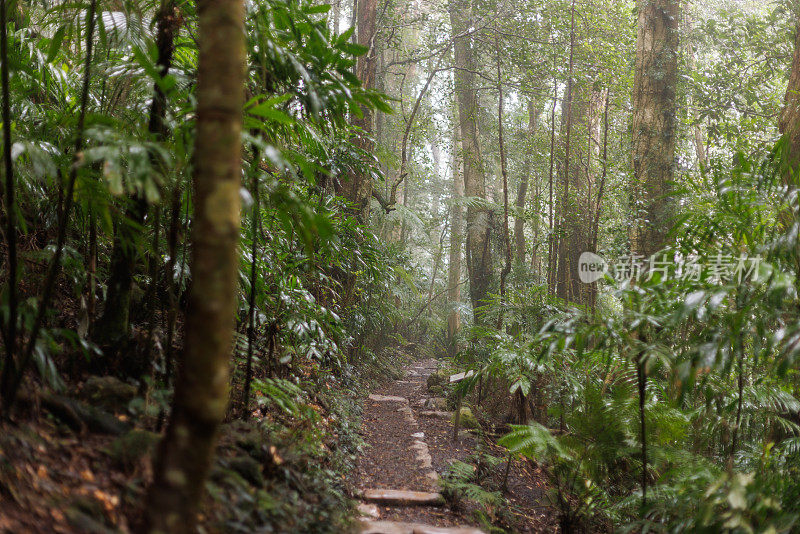 澳大利亚森林中的丛林步道