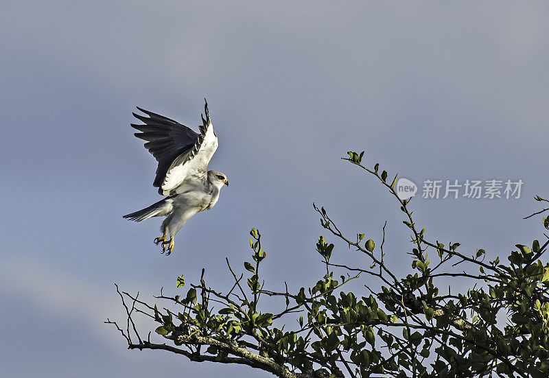 黑翼鸢或黑肩鸢，是鹰科的一种小型昼行猛禽。肯尼亚马赛马拉国家保护区。飞行。