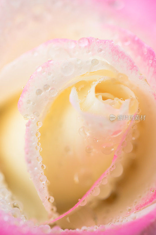 黄粉色的玫瑰在雨后绽放