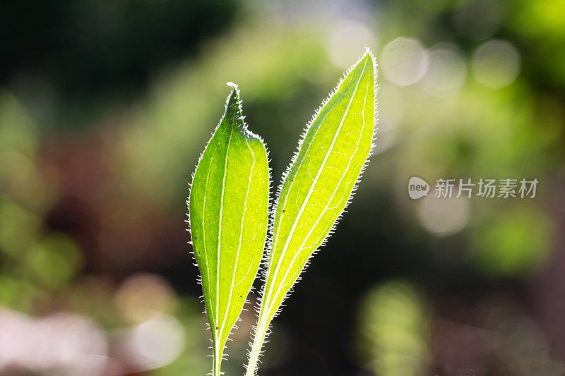 松果菊幼嫩植物叶子的特写