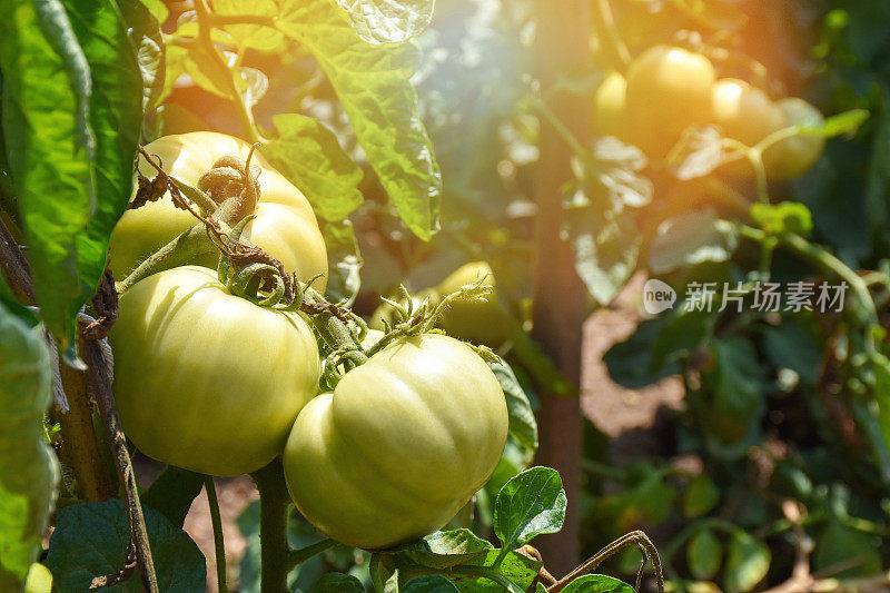 西红柿在菜园里的西红柿植株上生长