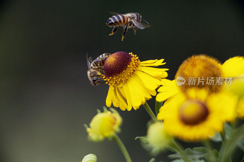 开花喷嚏草，Helenium，多年生植物，有蜜蜂