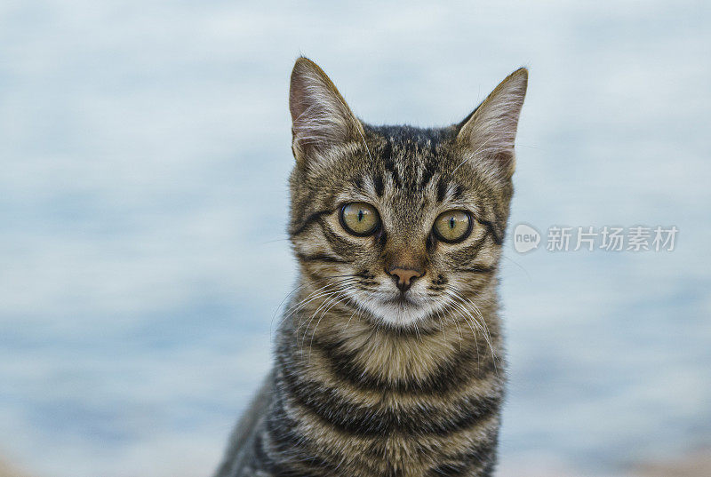 街上的流浪猫