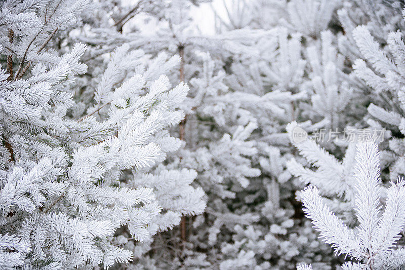 冬天的景象——覆盖着积雪的冰冻松枝。森林里的冬天