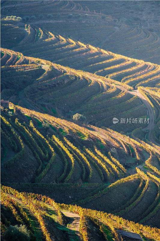 杜洛山谷葡萄园的风景