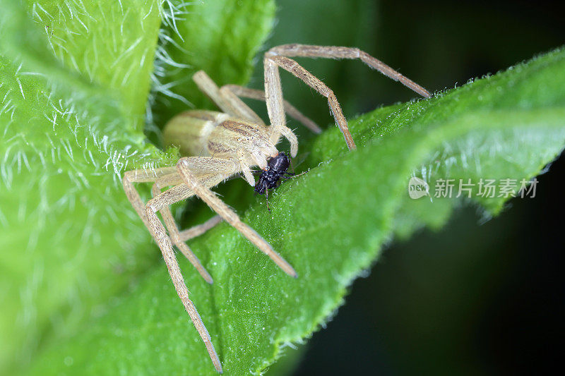 一只蜘蛛正在吃它的猎物——蚜虫。花园和农田中植物害虫的天敌。