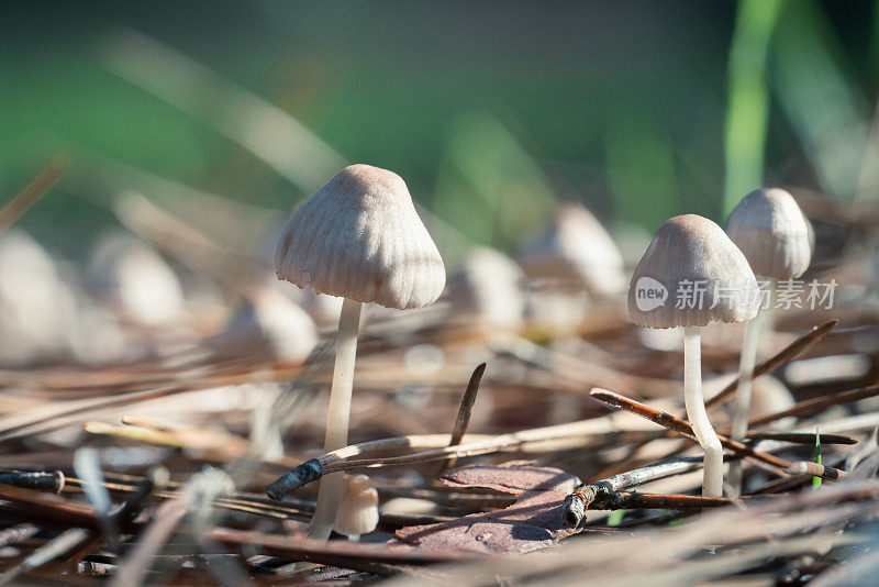 森林中的野生蘑菇群