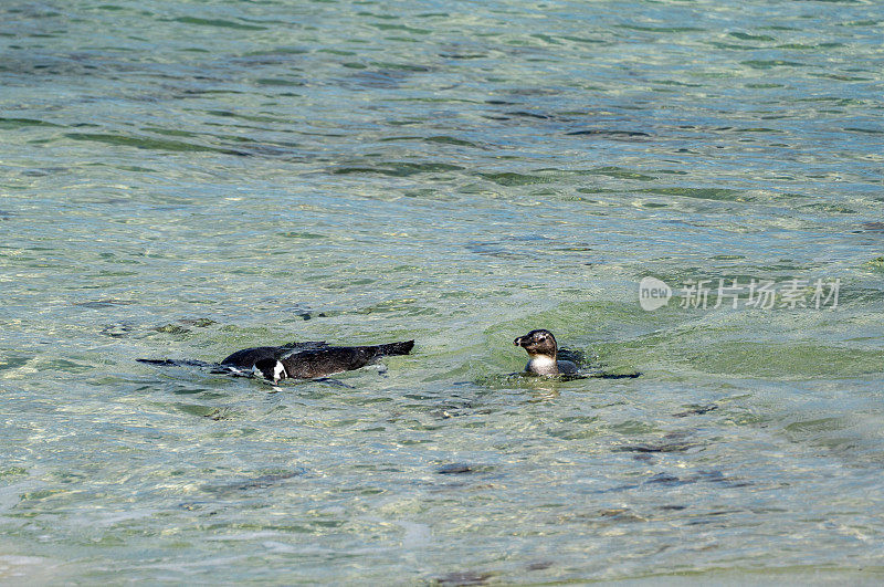 野生非洲角企鹅前往南非开普敦外著名的巨石海滩寻找鱼