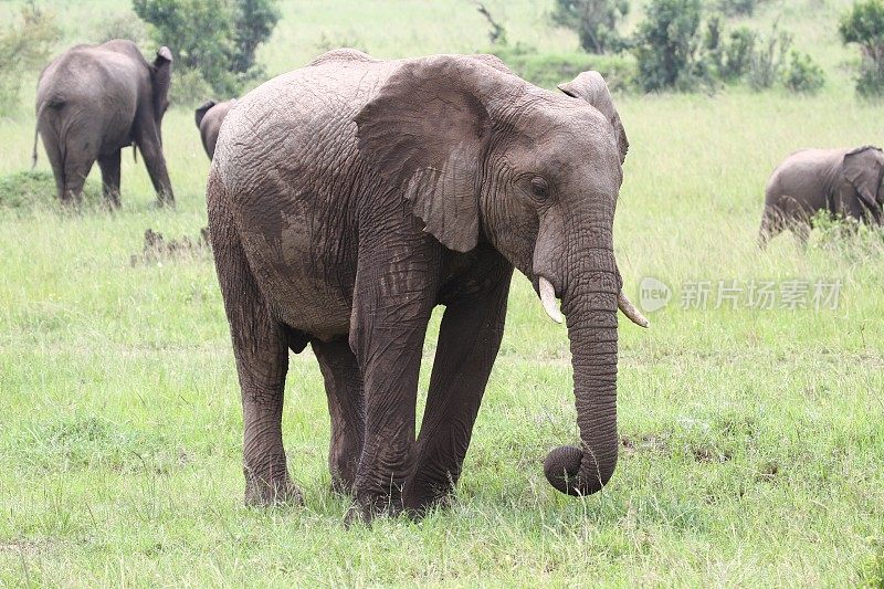 一只孤独的大象在肯尼亚马赛马拉的绿色草地上行进