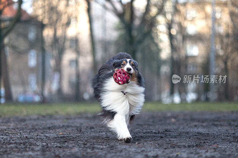 雪莉牧羊犬在玩球