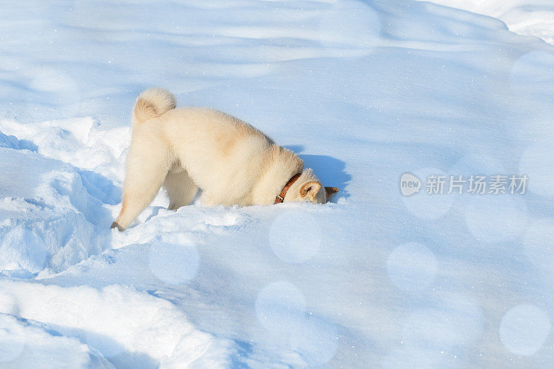 柴犬在雪地里寻找东西
