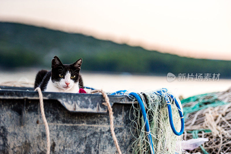 日落时的猫在渔网上休息，等待渔夫，地中海海岸