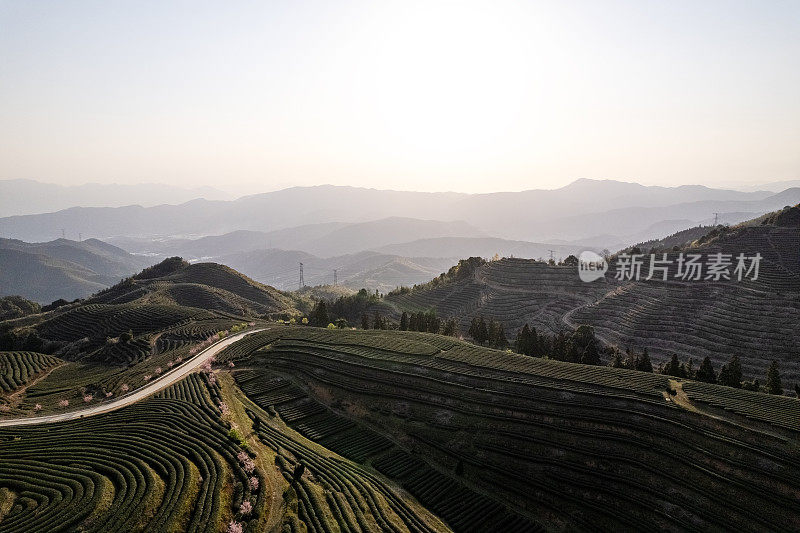 春天的山顶茶园