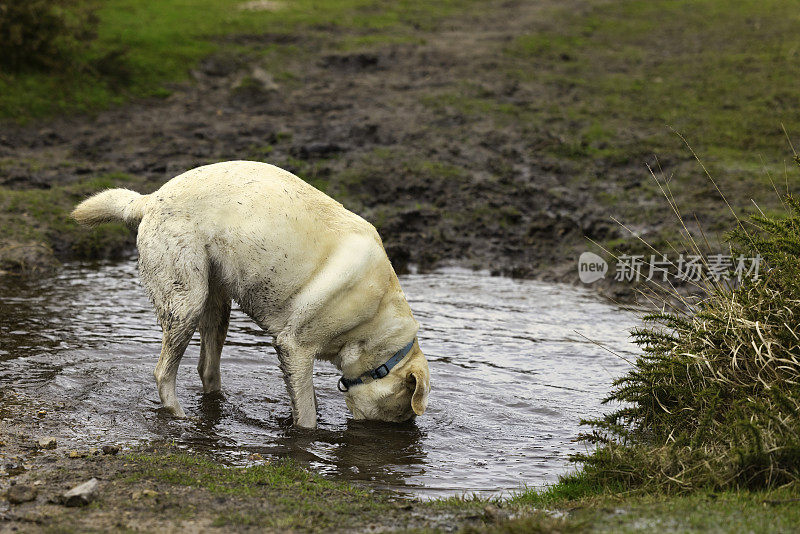 黄色拉布拉多寻回犬在泥泞的乡村水中划水