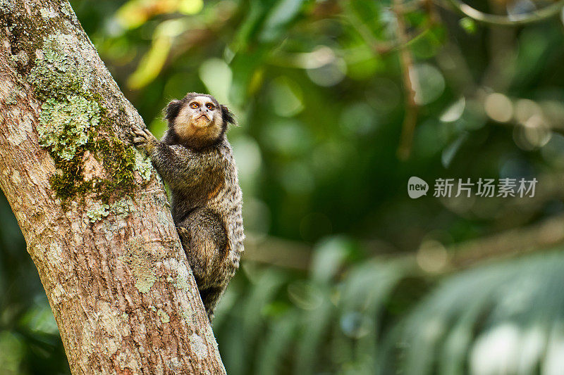 狨猴站在树干上看着周围的环境