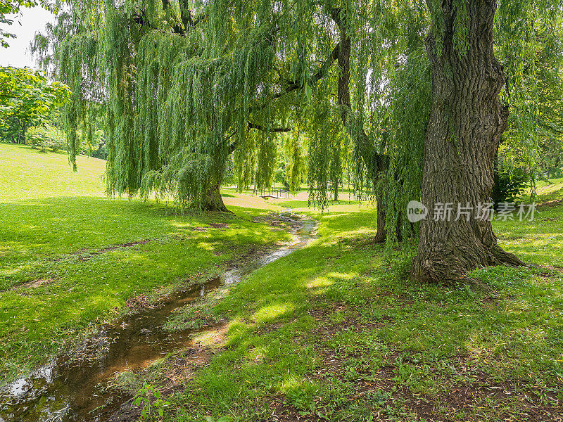 自然景观-城市公园与柳树