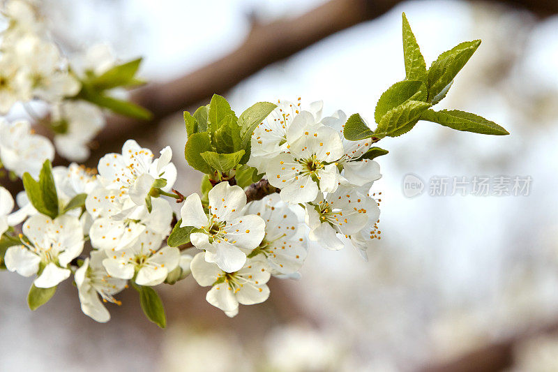 长着白花和嫩叶的树枝。樱花、杏树、苹果树、梨树、李子树或樱花盛开。模糊背景上的特写