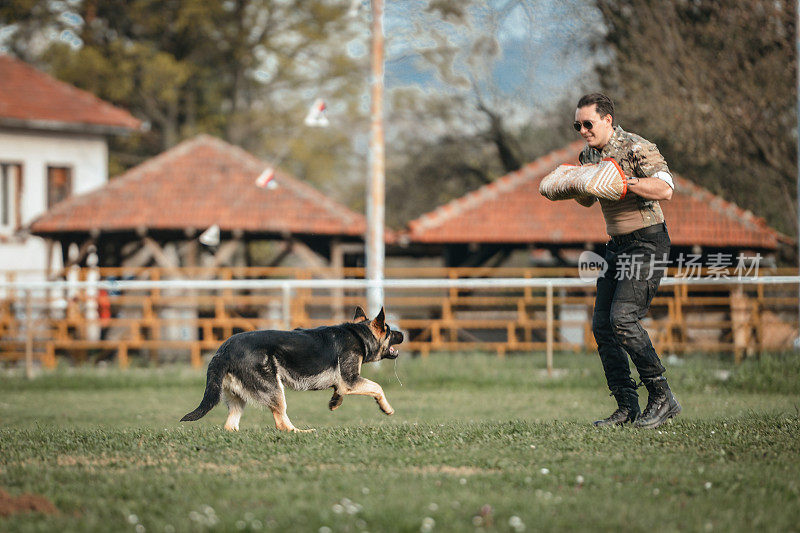 德国牧羊犬好斗的狗训练服从