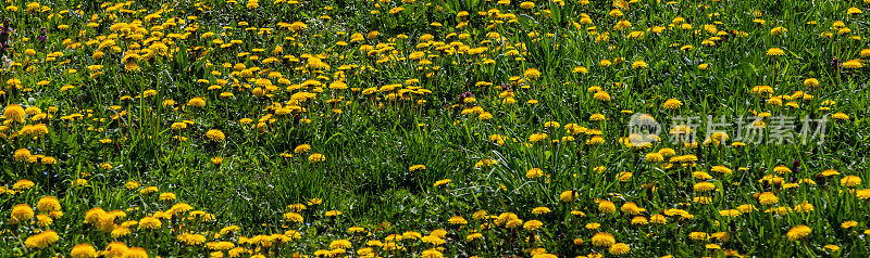 春天公园里盛开的黄色蒲公英。背景是一片绿色的草地。放字幕的地方。草药和食品配料