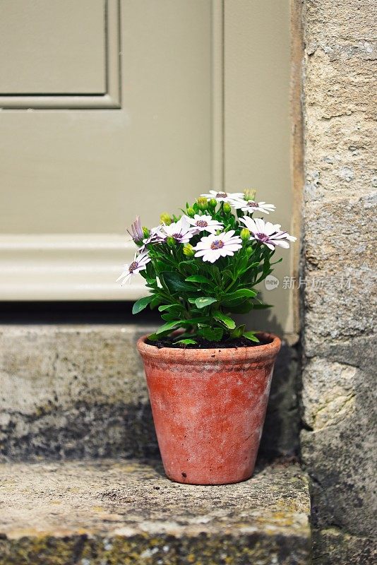 在英国科茨沃尔德的一座古老的石头小屋的台阶上，一个古老的陶土花盆里插着一朵又大又漂亮的雏菊