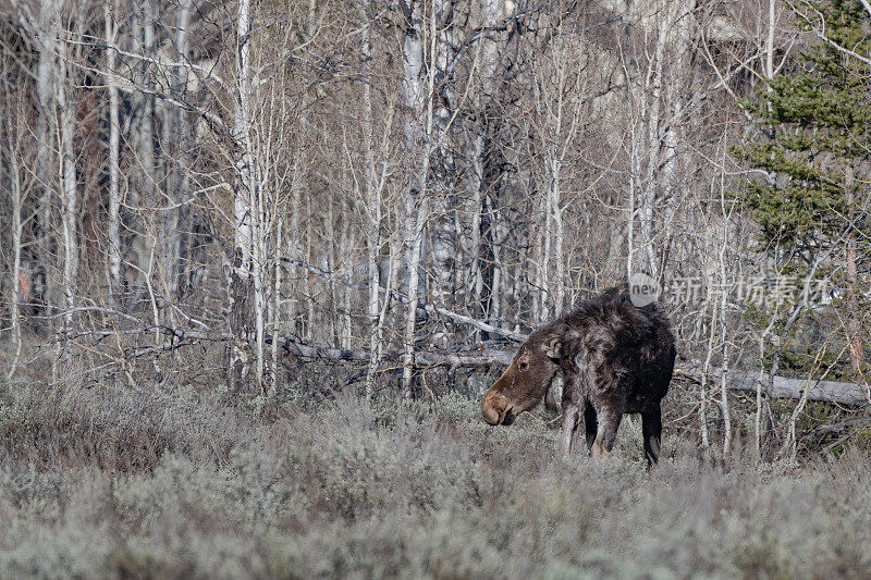 在北美美国西部的黄石生态系统中，驼鹿从冬天的外套过渡到夏天
