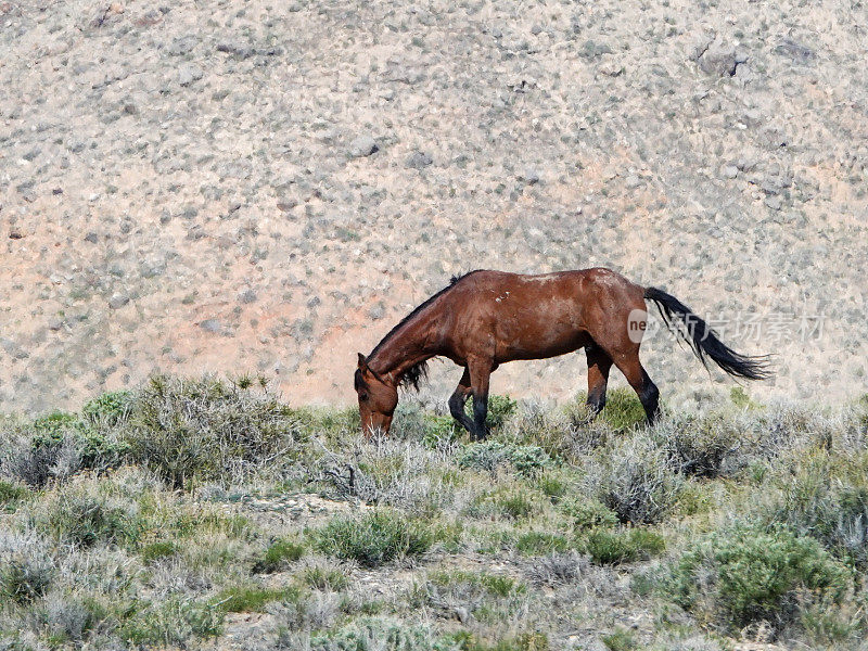 孤独的野马种马在山艾树丛在遥远的西部犹他州沙漠。