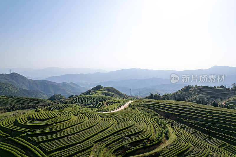 鸟瞰茶园