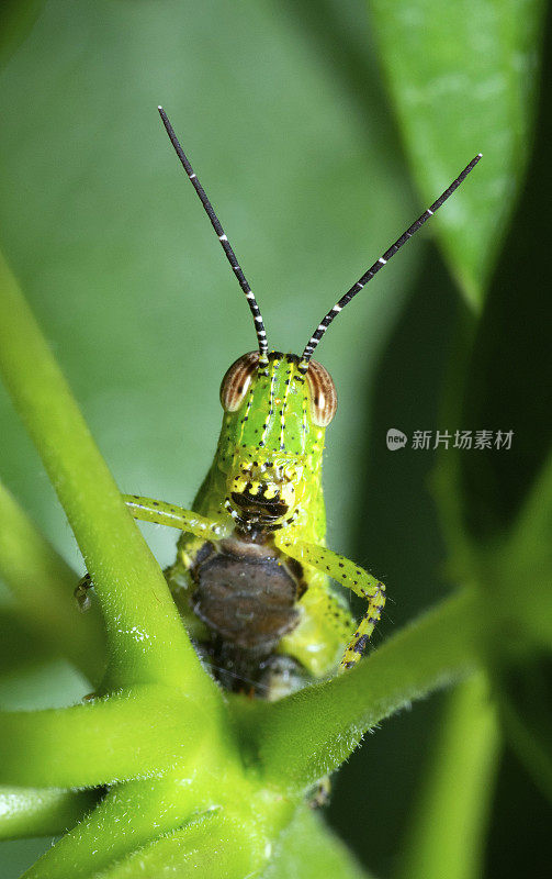 蚱蜢在树枝上。动物行为。