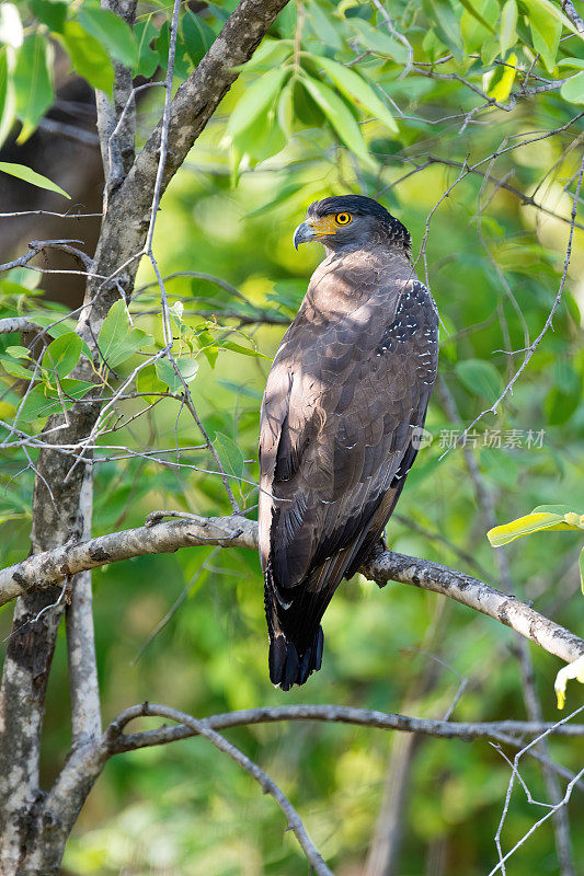 坐在树上的冠蛇鹰，拍摄于印度班德哈夫加尔国家公园