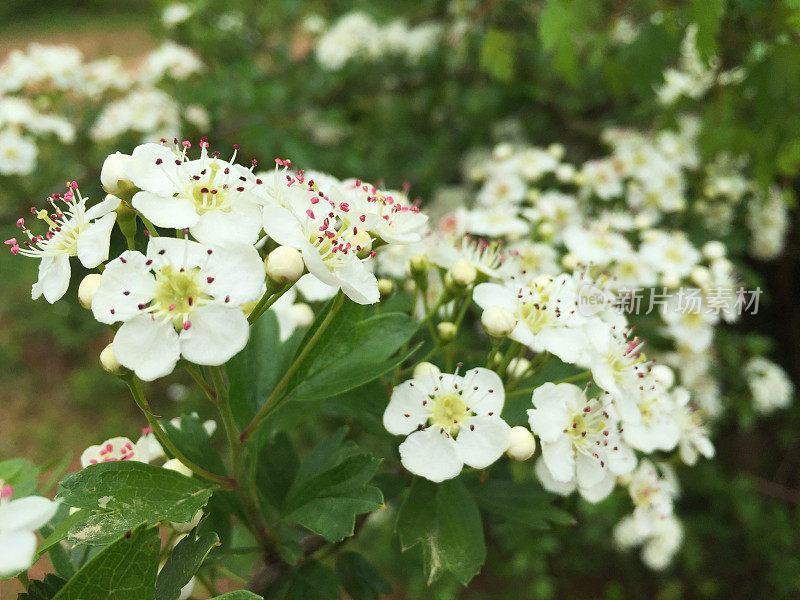 山楂花开在树枝上。春花灌木