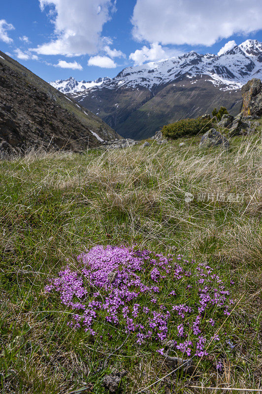 奥地利蒂罗尔阿尔卑斯山脉的野花在春天