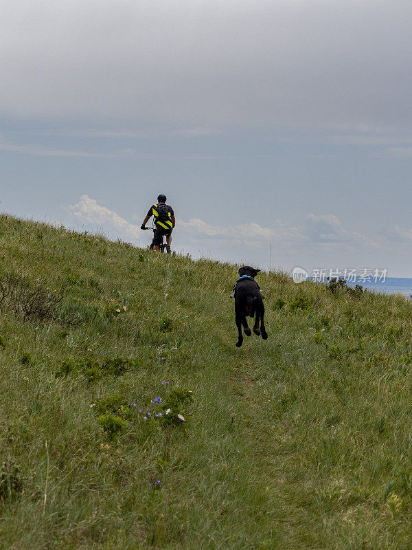 骑山地自行车的人带着狗在草地上骑行