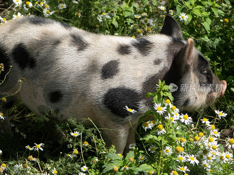 格洛斯特郡老斑(苏斯家)仔猪，稀有品种猪，放牧草地和雏菊在围场的特写图像，重点在前景