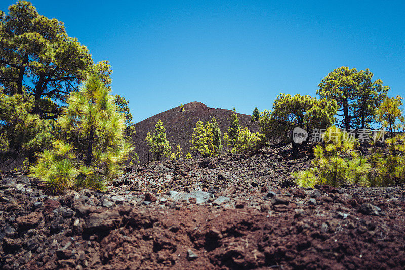 加那利群岛泰德火山景观中的松树恢复力