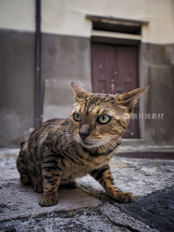 流浪猫在街上