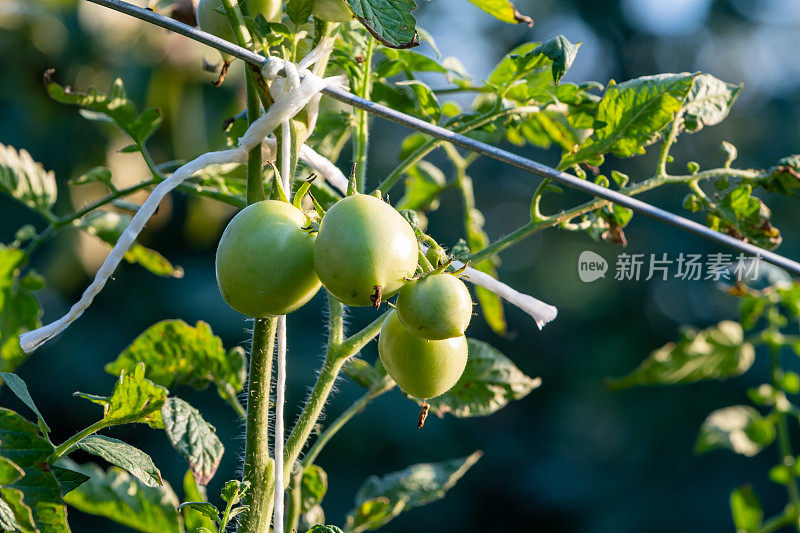 花园里未成熟的西红柿