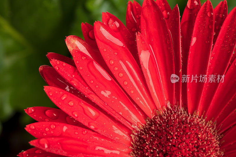 非洲菊与水滴特写