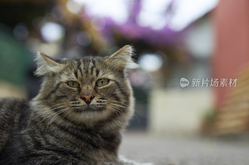 这是一只长着长发和美丽眼睛的流浪虎斑猫的肖像