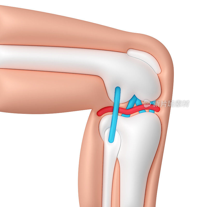 人体膝关节概念医学插图