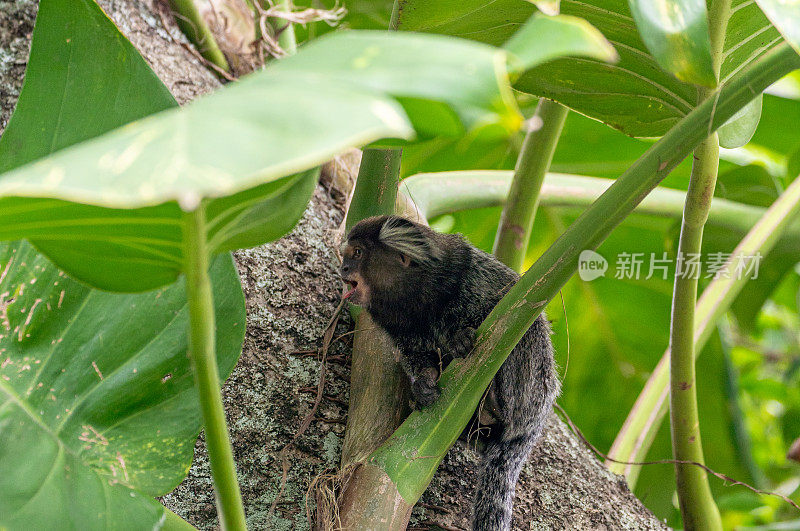 南美洲巴西里约热内卢蒂茹卡国家公园的野生白绒狨猴