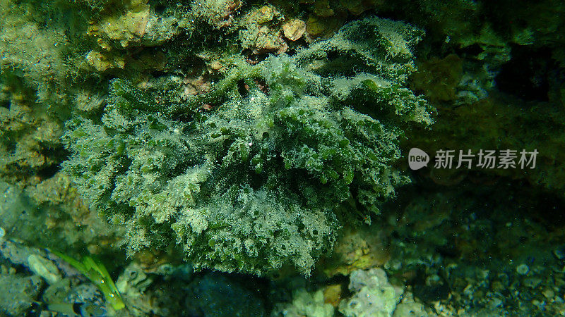 绿藻或紫菜，海底，爱琴海