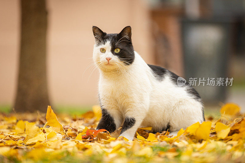 黑白相间的流浪猫。