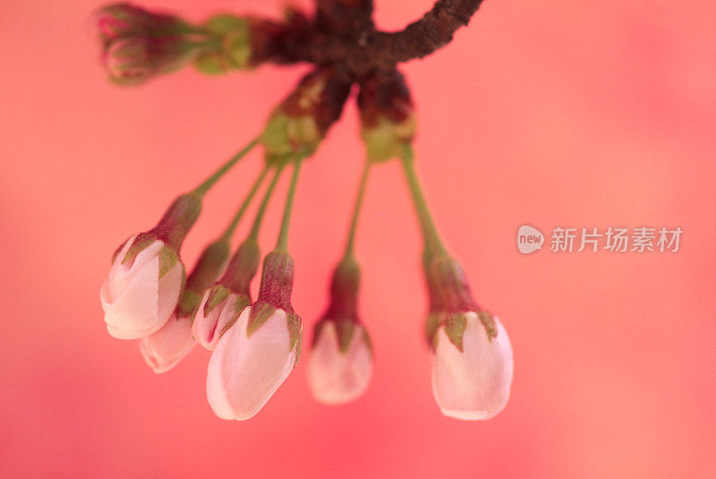 樱花花蕾特写