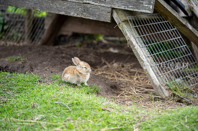 一只困倦的小兔子躺在农舍附近的绿色草地上