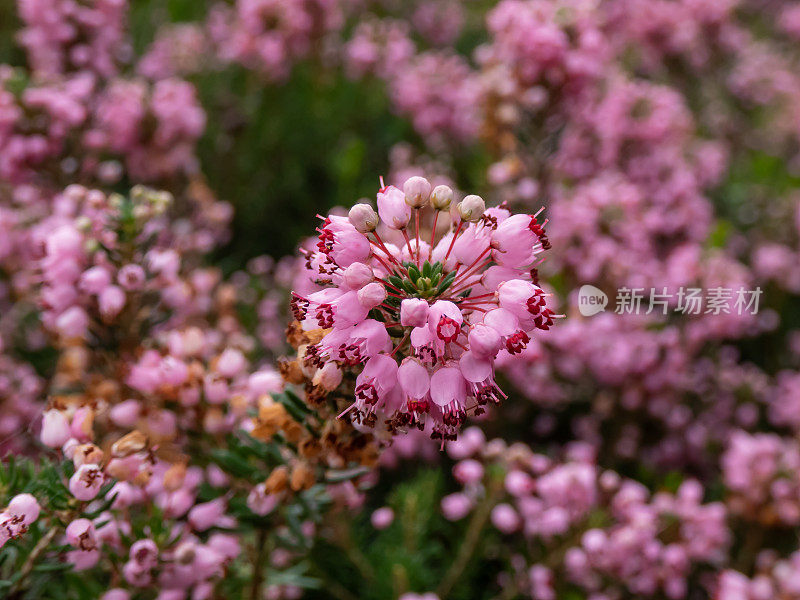 康沃尔荒原或流浪荒原(艾丽卡·沃甘斯)‘粉红比利牛斯’，叶深绿色，花长，总状花序深粉红色