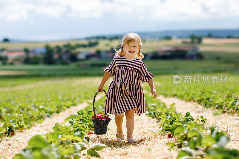 快乐的小女孩采摘和吃健康的草莓在有机浆果农场在夏天，在阳光明媚的日子。孩子乐于助人。孩子在草莓园，成熟的红色浆果。